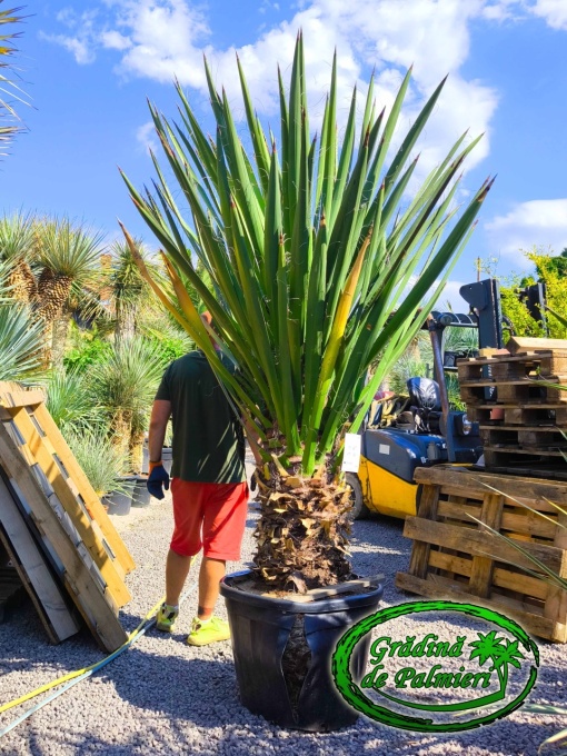Yucca Faxoniana - Faxon yucca trunchi 100cm EXTRA var. 1