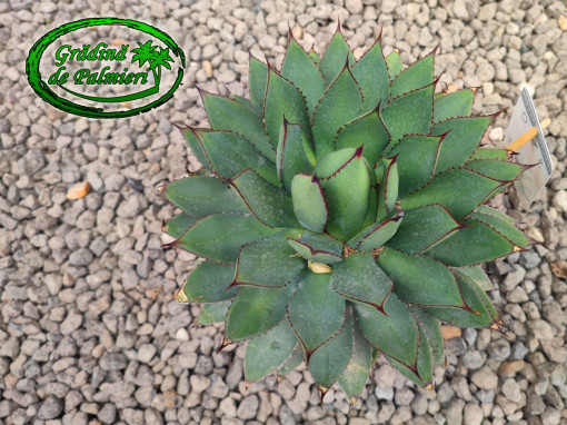 Agave Filifera Ithmensis 30 cm Ø