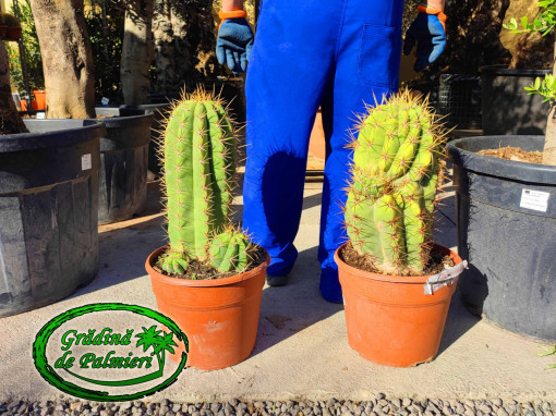 Cactus Trichocereus Pasacana Multu 65cm
