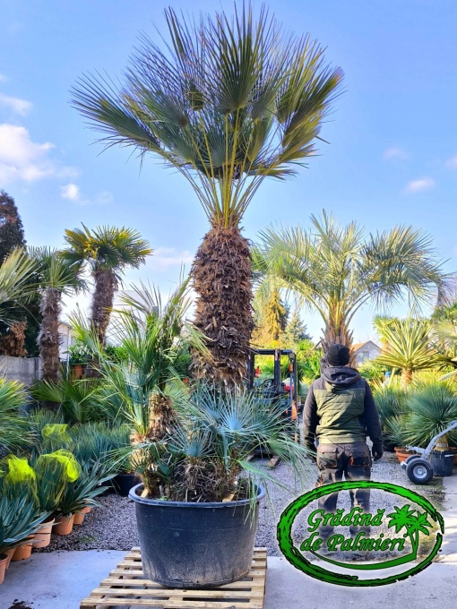 Chamaerops Humilis Cerifera Gigant var.1