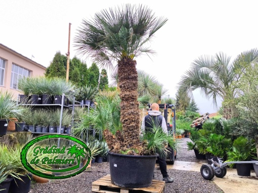 Chamaerops Humilis Cerifera Gigant var.8