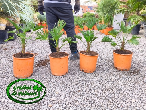 Trachycarpus Wagnerianus 60-70cm inaltime totala