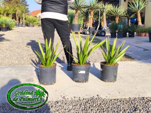 Yucca Faxoniana - Faxon yucca 60-70cm inaltimea totala