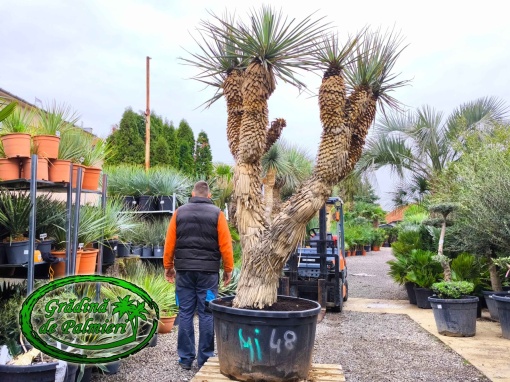 Yucca Rigida MULTI var.1