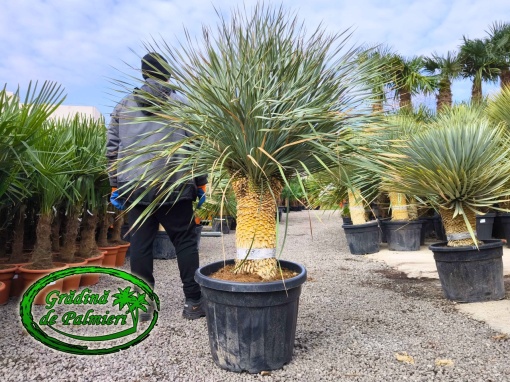 Yucca Rostrata MULTI 3 capete