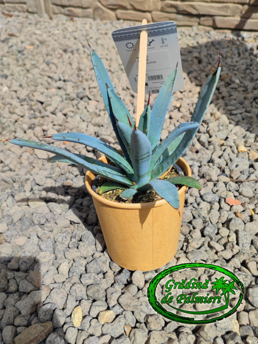 Agave Macroacantha 'Little Penguins' 15cm Ø