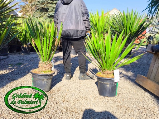 Yucca Faxoniana - Faxon yucca 90-100cm inaltime totala