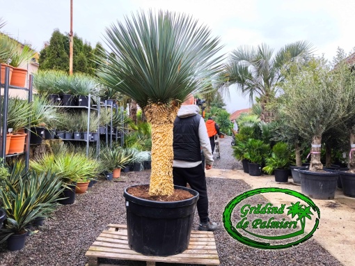Yucca Rostrata MULTI 3 capete var. 1