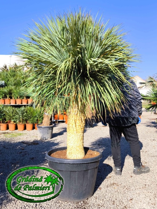 Yucca Rostrata MULTI capete