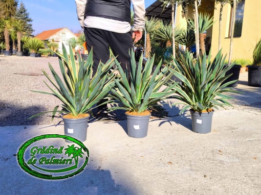 Yucca Gloriosa Variegata 60-70cm inaltimea totala