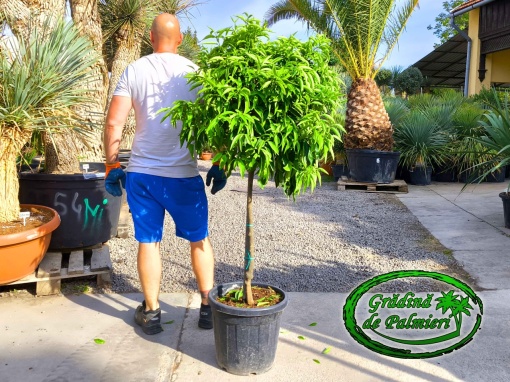 Mandarină - Citrus reticulata / fructe / 30L EXTRA