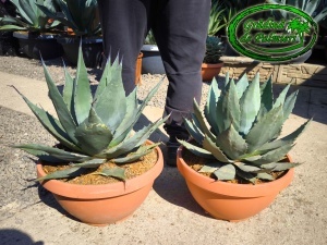 Agave Havardiana Tarrina