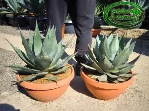 Agave Havardiana Tarrina