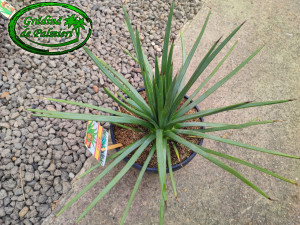 Agave Striata 50cm Ø