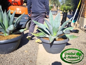 Agave Weberi Gigant