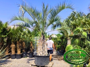 Butia Odorata Silver trunchi 120