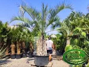 Butia Odorata Silver trunchi 120