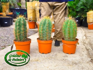Cactus Trichocereus Pasacana 50cm