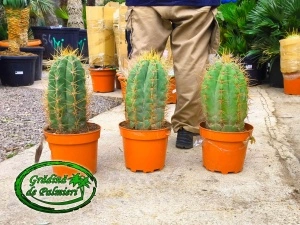 Cactus Trichocereus Pasacana 50cm