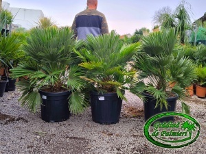 Chamaerops Humilis Vulcano 100-120 cm inaltime totala