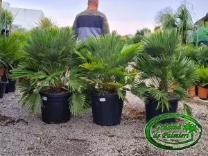 Chamaerops Humilis Vulcano 100-120 cm inaltime totala