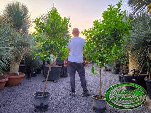 Citrus aurantiifolia - Lime /fructe/ 15L