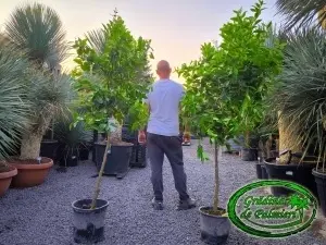 Citrus aurantiifolia - Lime /fructe/ 15L