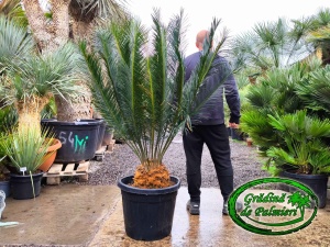Cycas Panzhihuaensis trunchi 25cm EXTRA