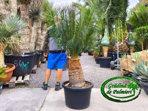 Cycas Panzhihuaensis trunchi 50cm