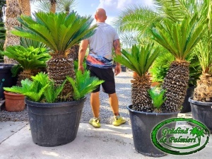 Cycas Revoluta trunchi 60-70cm