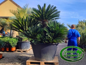 Cycas Revoluta trunchi EXTRA - Img 2