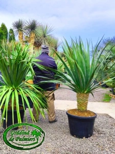 Dracaena Draco - Palmierul Dragonului 140cm