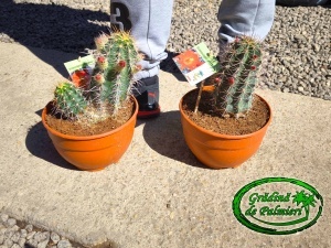 Echinocereus coccineus 20cm