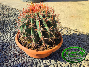 Ferocactus stainesii var. pilosus 25 cm Ø cactus
