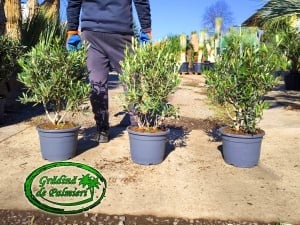Măslin - Olea Europaea 70-80cm inaltime totala