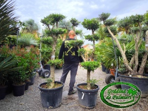 Măslin - Olea Europaea MINI POM-POM EXTRA