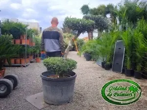 Măslin - Olea Europaea POM-POM var. 3