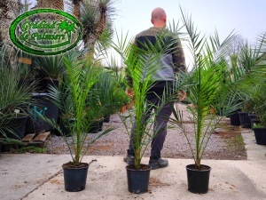 Phoenix Canariensis 120-140cm