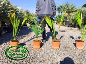 Sabal Minor pitic sabal palm 70-90cm inaltime totala