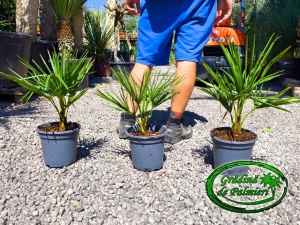 Trachycarpus fortunei 10L