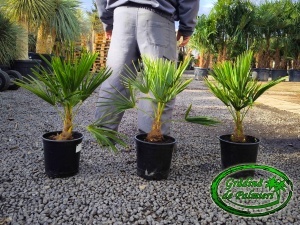 Trachycarpus fortunei 60-70cm inaltime totala