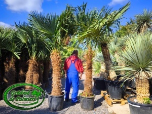 Trachycarpus fortunei trunchi 110-120cm
