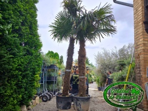 Trachycarpus fortunei trunchi 250-280cm