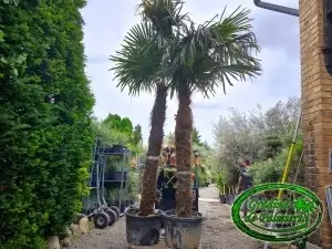 Trachycarpus fortunei trunchi 250-280cm