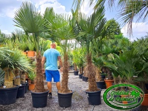Trachycarpus fortunei trunchi 80-90cm