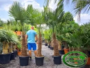 Trachycarpus fortunei trunchi 80-90cm