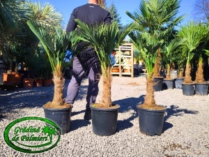 Trachycarpus Wagnerianus trunchi 20-30cm