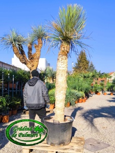 Yucca Elata trunchi 175cm