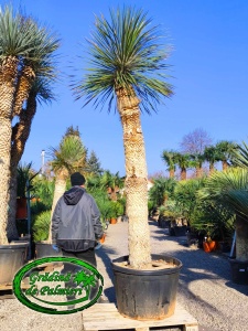 Yucca Elata trunchi 225cm