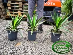 Yucca Gloriosa Variegata